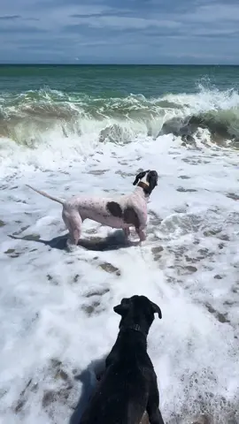 She has never seen waves like this before 😂😂😂 she had a ball today! #greatdane #funny #dog #fypシ 