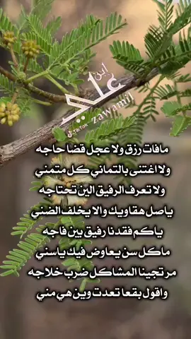 #زوامـل #شعبي #اكسبلور #ابن علي#ترند_تيك_توك 