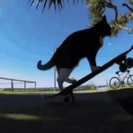 #fyp #foryoupage #fypシ #fypシ゚viral #cats 