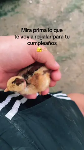 #lindo #viral #paratii #cutebaby #viral_video 