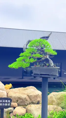 rất phiêu #caycanh #bonsai 