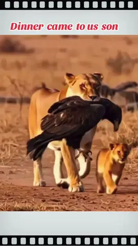 Lioness saved her cub from an eagle #eagles #lion #viral #fyp #trending 