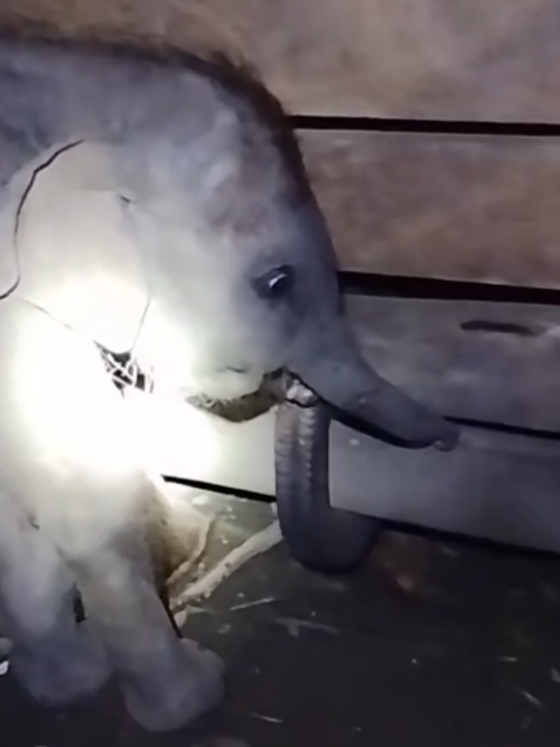 gery: dek, main yok🤗 panton: ga mau abang (geleng kepala) #gajahpanton #gerygajah #babyelephant #gajahrescue #fyp ( by: @marahet78 ) 