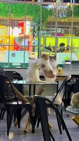 Cat fighting 😍😍 #petslovers #animals #cats #catlovers  #creatorsearchinsights 