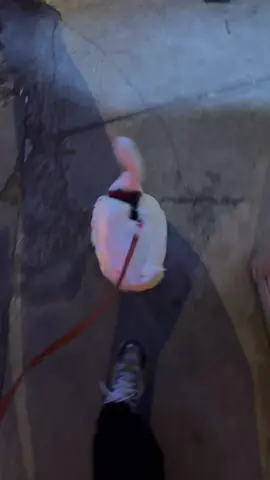 Duck #duck #ducks #istanbul #ördek 