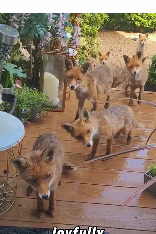 The kind fox met the kind man.#foryou #cute #tiktok #animals #Love #us 