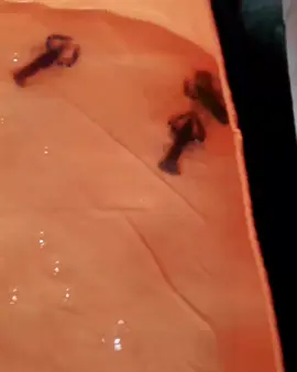 🦞 Cinta Segitiga Lobster Betina = diem, kalem. 😌 Jantan 1 = maju mendekat. 😍 Jantan 2 = ikut nimbrung. 😏 Hasilnya? Pertarungan cinta ala kolam! 😂 #lobster #ideusaha #lobsterairtawar #idebisnis #cinta 