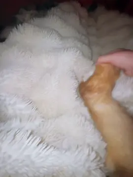 Pener jowred#ferret#viral#animal#abcxyz #die 