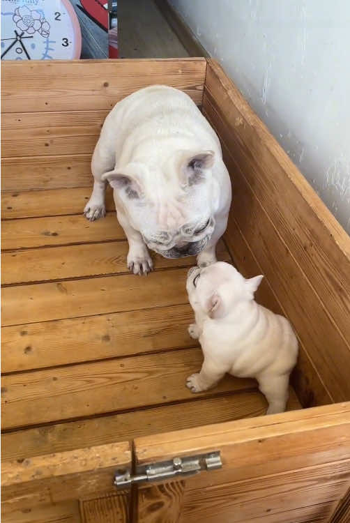 The mother dog successfully raised her babies#fypシ #dog #funny #usa🇺🇸 