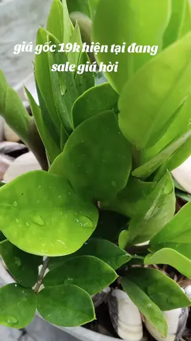 #giá gốc 19k hiện tại đang sale giá hời xà bông cục Lifebuoy 90g công thức mới giúp bảo vệ khỏi vi khuẩn các chị tranh thủ săn nhé!#xabongcuc #lifebuoy #giadungtienich #xuhuong 