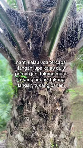 #sawitontiktok #petanimuda #petanisawit #foryoupage #fyp#fyppppppppppppppppppppppp 