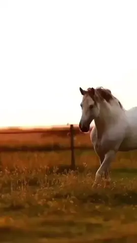 #سعود_الفايز 