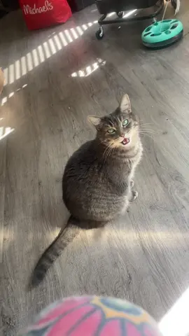 What do you think she’s telling me? #judiththecat #funnycat #loudmeow #kittycat #catsoftiktok 