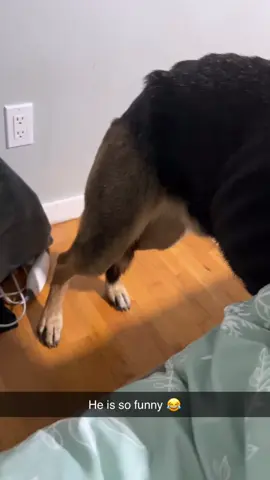 Why are German Shepherds so weird! #germanshepherdsoftiktok #funnydogs #lovethisgoodboy #bentley 