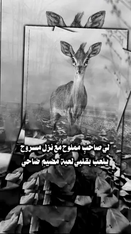 #بدون_موسيقي #ترندات_تيك_توك #fypシ゚ #بدر_الشعيفاني #عبدالله_بن_زويبن 