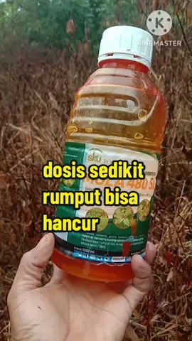cara jitu untuk menghancurkan rumput liar#herbisida#mola480#herbisidarumput#pembasmigulma#racunpohon 