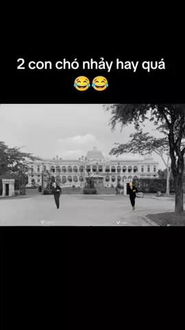 2 con chó nhảy hay quá 😂😂 #diemkiki #diemkiki_calicay #thieukiki #calicay #xh 