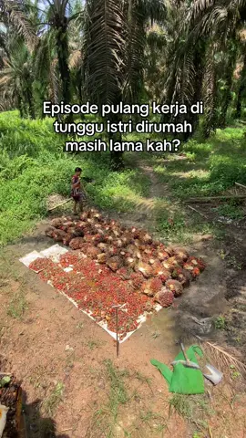 #fyp #kulisawit #pemuatsawit 