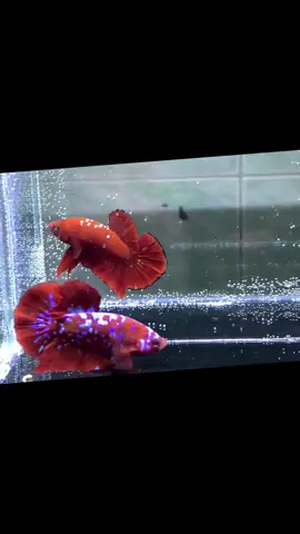 Silahkan dipinang bossku.. Red purple galaxy bettafish 🇮🇩🇮🇩🇮🇩 #cupanghiasindonesia #betta_lover #bettafish #trending #fyppppppppppppppppppppppp 