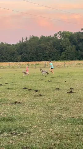 Dodging land mines the whole time barefoot ☠️🤣 #dwarfgoats #countrygirls #foryoupage #feralkids #literally 