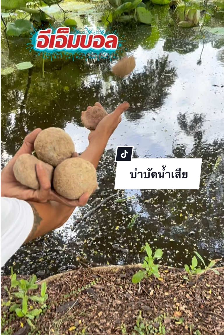 👋🏻ลาก่อนน้ำเขียว! แค่โยนก็ใสไม่ต้องเปลี่ยนน้ำบ่อย#อีเอ็มบอลบําบัดน้ําเสีย #ของมันต้องแชร์ #จุลินทรีย์ตัวดี #ปรับสภาพน้ำ #คุณบุญหลง @คุณบุญหลง ช็อป88 