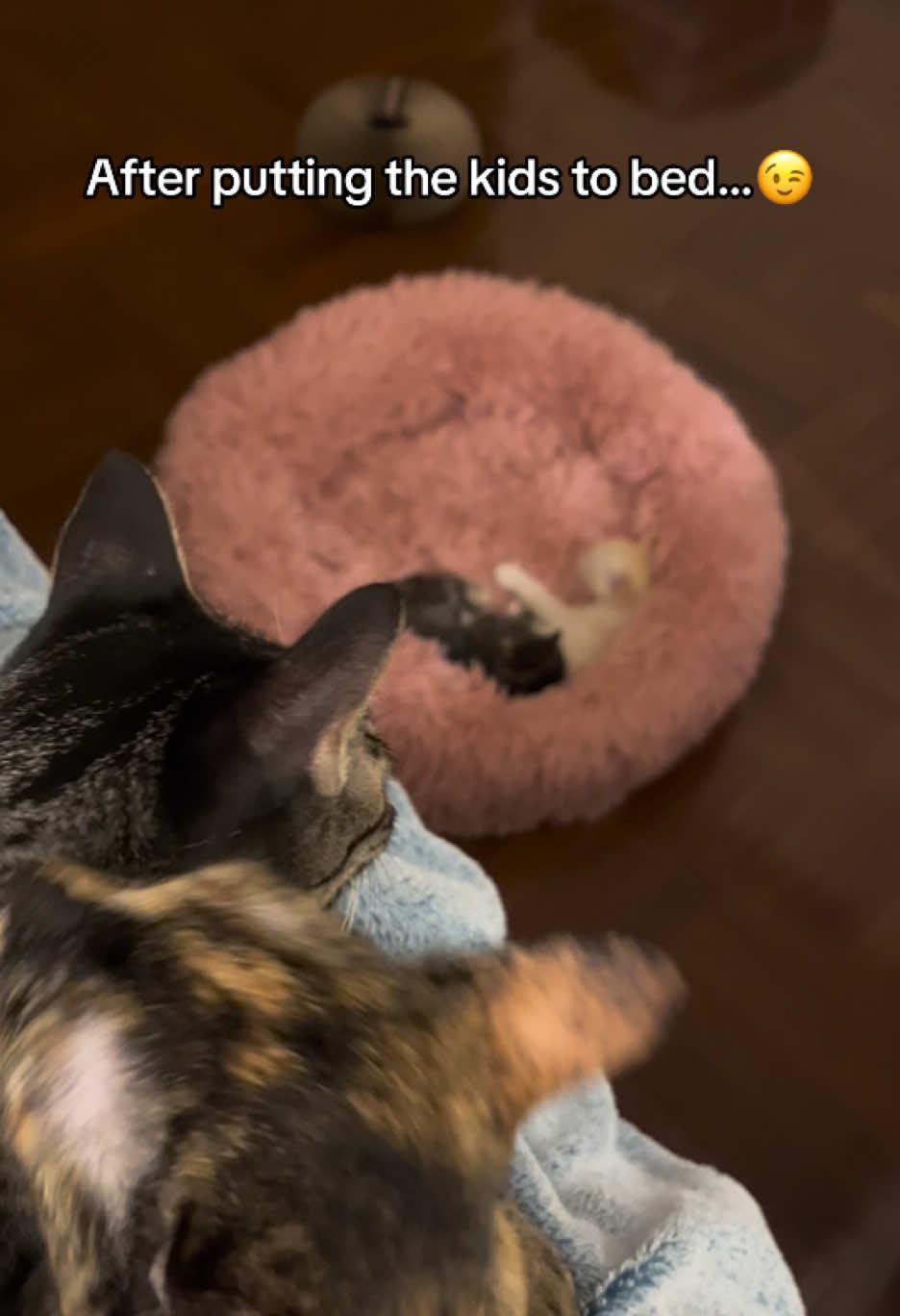 Parenting is hard work, but Mama and Papa still make time for each other once the kittens are asleep. They still have zoomies around the house together, take a toilet break at the same time, eat cat grass on the balcony, and make time for their favorite activity: ear cleanings ✨ #cattok #catmomlife #nikoandmaki 