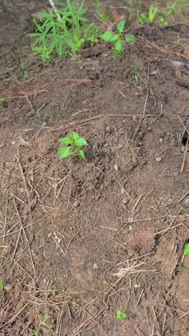 Setelah dilakukan penyemprotan asam amino🔥#petanimuda#petanicabe#petaniindonesia#caberawit#xyzbcafypシ 