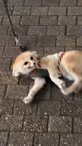 とにかく撫でてくれそうな人を探しまくるじゅん。 この日はじゅんのことをSNSで見てくれてた人にバッタリ出会いました🎶