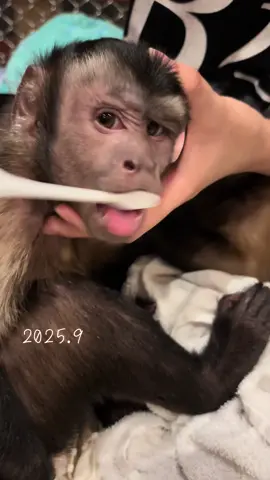 #フサオマキザル  #歯磨きの練習 #歯磨き粉を食べたいだけ