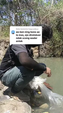 Membalas @bagusadip.p saranmu ku dengar mas 🙏 tapi tetep tak rilis lokasi lain soalnya hampala juga ikan asli pulau jawa,  kalau tidak overfishing(setrum/obat) salah satu sepesies tidak akan pernah punah karena alam mempunyai sistemnya sendiri#wonogiri #fyp #hampili #fyppppppppppppppppppppppp 