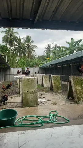 SALAM KAKI KIRI#ayamflipin🇨🇿 #hobyayam #lewatberanda 