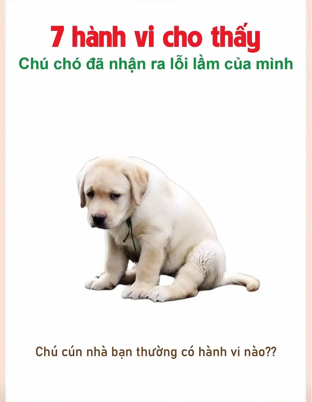 #pet #funny #xuhuong 