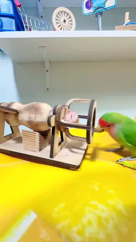 #Parrot #鹦鹉表演 #smartparrot 