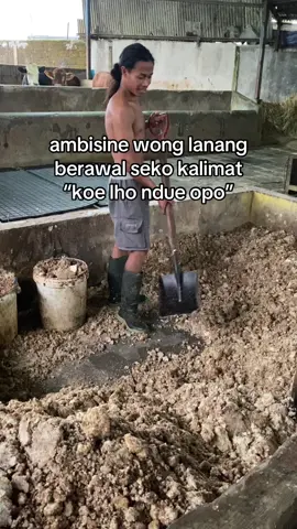 bener ra bolo?##peternaksapiindonesia #juragansapi #sapijumbo #fypシ #4u 