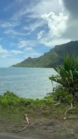 When you get that garlic shrimp craving #hawaii #northshore #northshoreoahu #hawaiilife #hawaiitiktok 