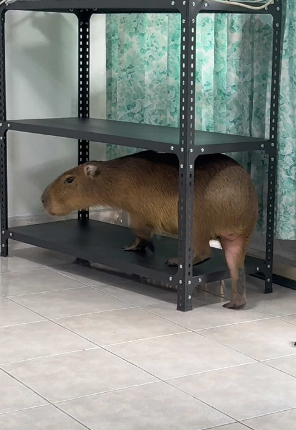 ขอเดินหน่อยครับ🥰#frankiecapybara #capybara #คาปิบารา #ขึ้นฟีดเถอะ #ฟีดดดシ 