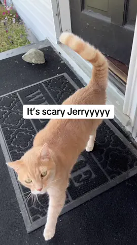 😂😂😂😂 #fypシ #fyp #catsoftiktok #jerry #trending 