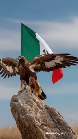 Hermosa fondo de pantalla en vivo, bandera Mexicana y Aguila Real,Stunning 8K Live Wallpapers Unleashed! #8kwallpaper, #aguilareal  #livewallpaper, #mexico #bandera 