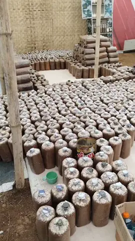 SEMANGAT PAGI SEMANGAT BERTANI#jamurtiram #budidayajamur #jamur #viralvideo 