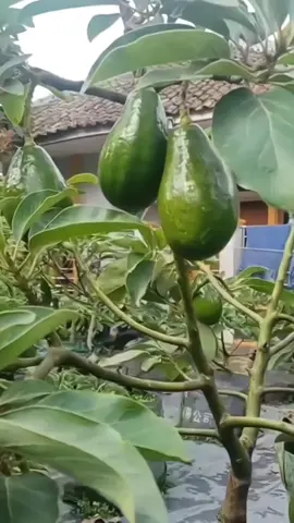 Alpukat cepat berbuah  #alpukat #petaniindonesia🇮🇩🇮🇩🇮🇩🌿🌿 #petanialpukat #boosteralpukat 