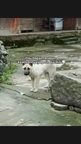kan emang anjing😂😂😂