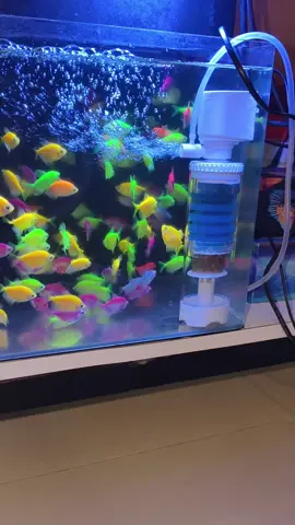 filter aquarium kandila internal filter fish toilet terbaru #promoseruweekend #promoguncang1010 #filteraquarium 