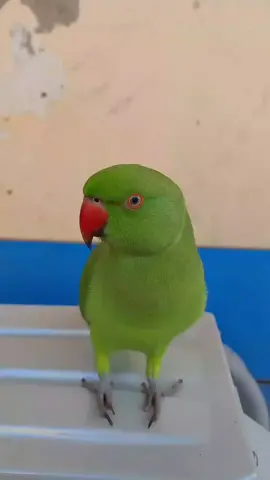 Parrot talking 🦜 #parrotsoftiktok #foryoupage #indianringneck #parrotstiktok 