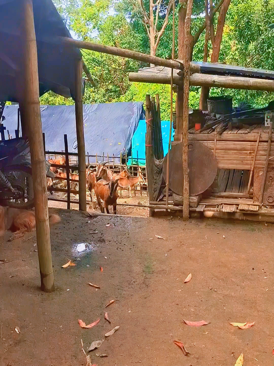 ตอบกลับ @userbang.mood#ฟีดดดシ #เทรนด์วันนี้ #ฟาร์มสุข #คนเลี้ยงแพะ 