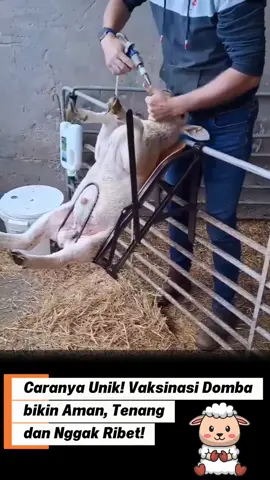 Jaga kesehatan domba sejak kecil dengan vaksinasi. Satu langkah kecil, manfaat besar untuk masa depan ternak! #ternakdomba  #dombalucu  #anakdomba  #fyp 