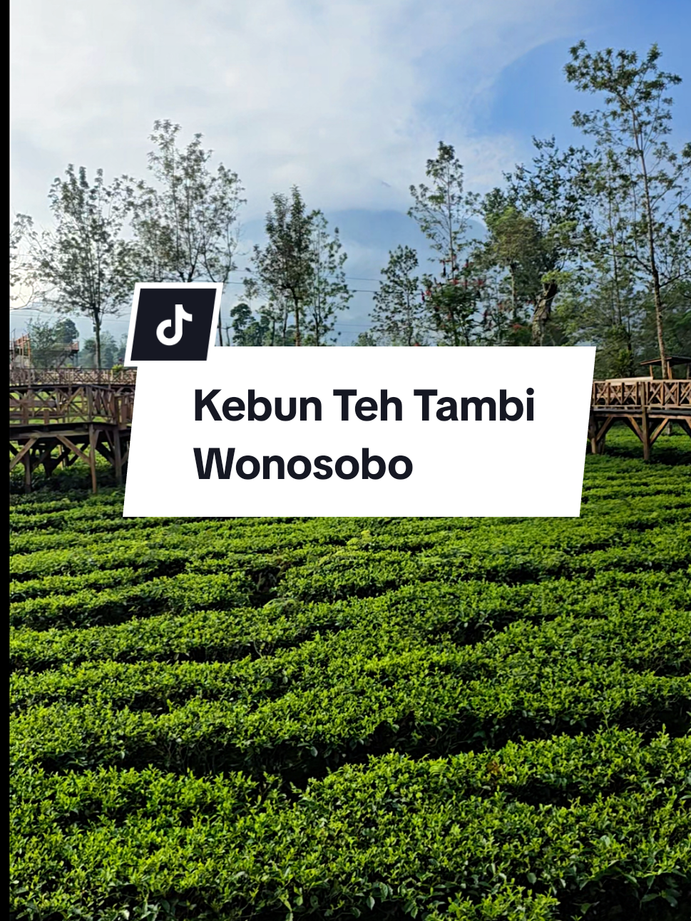 Kebun Teh Tambi, Dieng Wonosobo #kebuntehtambi #kebunteh #wonosobo #dieng #weekend 