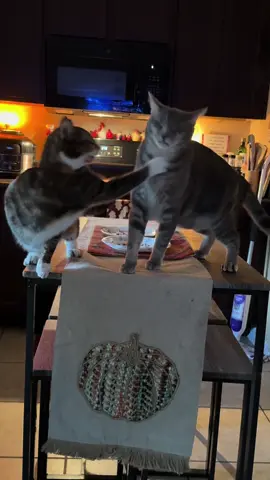 #cats #catsoftiktok #cat #catslovers #fyp 