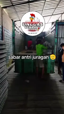 pembuatan kandnage pesanan kandnag galvalis tetep antri sbar ya juragan 🫡  #telurayam #kandnagpetelur #unggasrembangfram #fyppppppppppppppppppppppp #fyp 