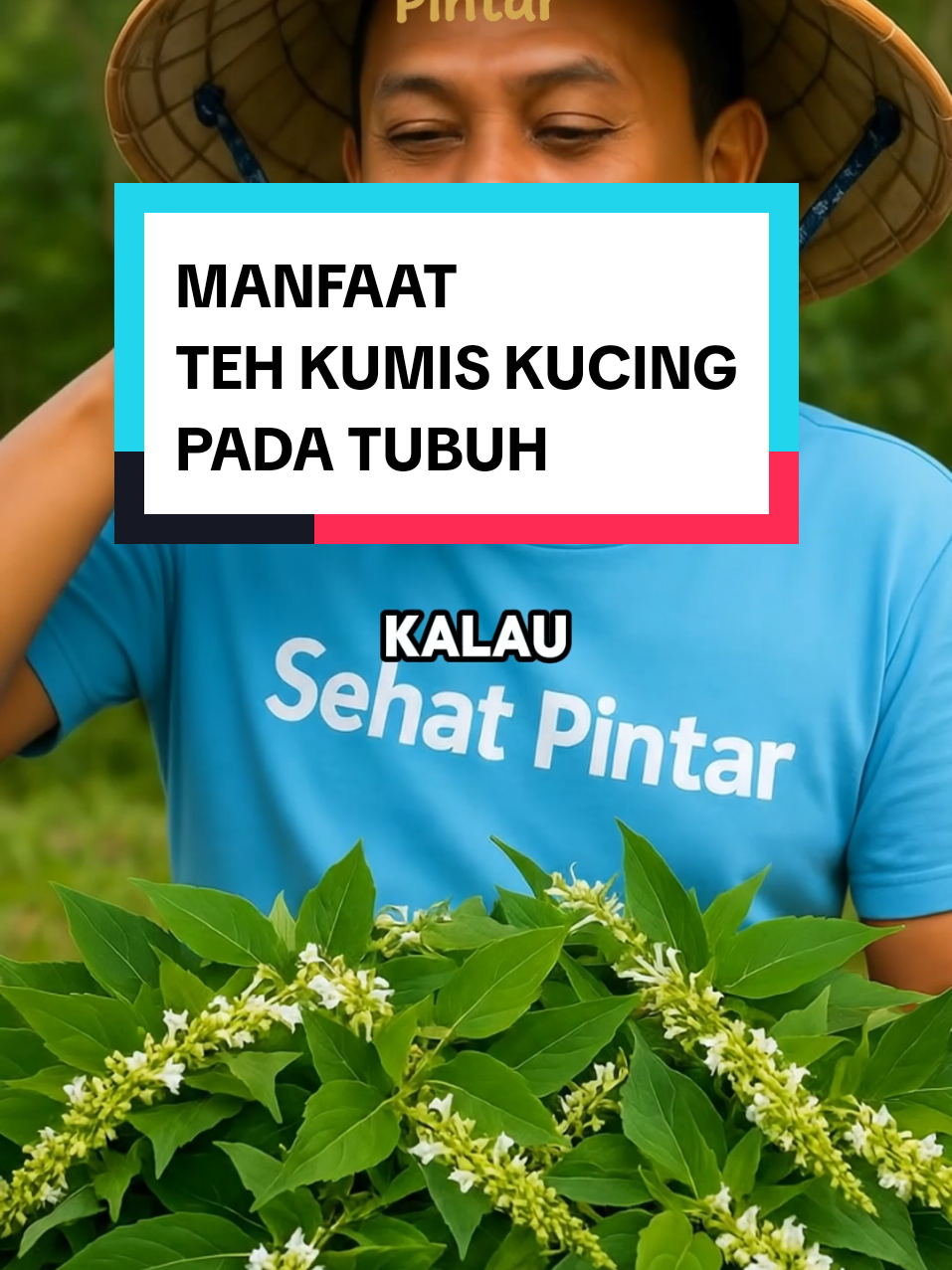 manfaat teh kumis kucing jika diminum secara rutin setial hari  #tehkumiskucing #tehherbalalami #tehherbal #infosehat 