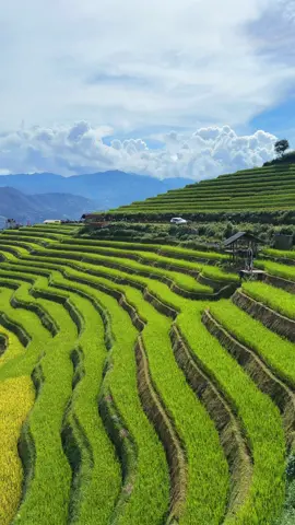 Mù Căng Chải ngày 14-9-2025. Lúa đang ngả vàng rồi nhé mọi người #kimmoi #mucangchai #travel #xuhuong 